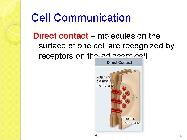 Cell Communication Direct contact – molecules on the surface of one cell are recognized