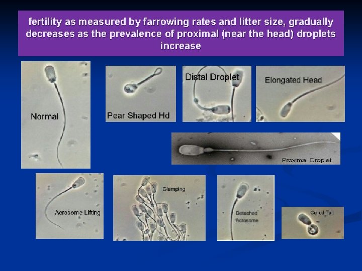 fertility as measured by farrowing rates and litter size, gradually decreases as the prevalence