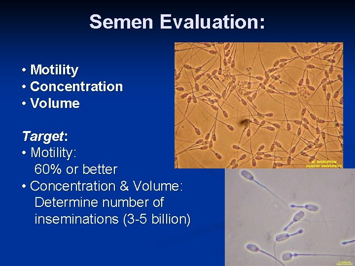 Semen Evaluation: • Motility • Concentration • Volume Target: • Motility: 60% or better