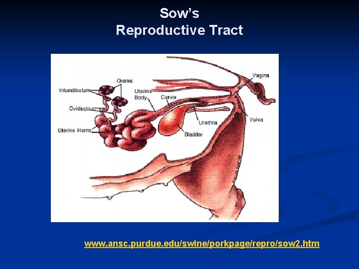 Sow’s Reproductive Tract www. ansc. purdue. edu/swine/porkpage/repro/sow 2. htm 