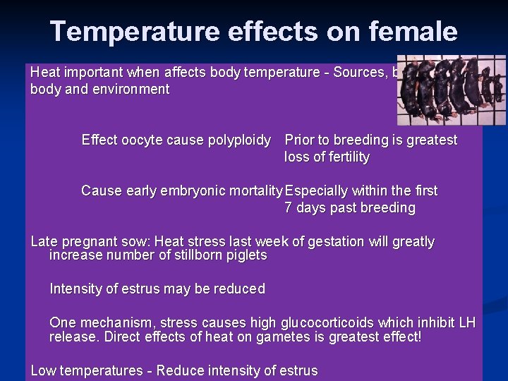 Temperature effects on female Heat important when affects body temperature - Sources, both body