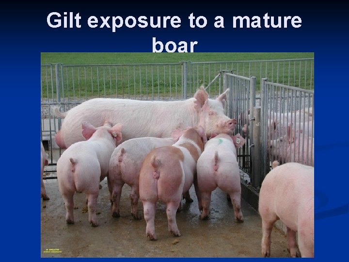 Gilt exposure to a mature boar 