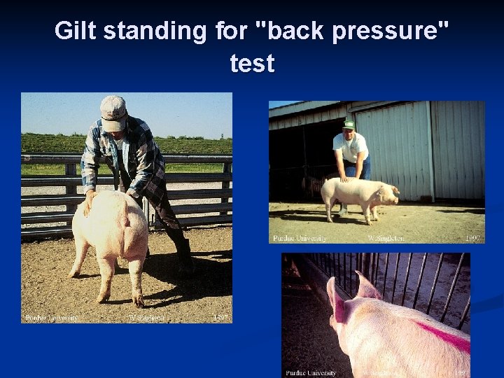 Gilt standing for "back pressure" test 