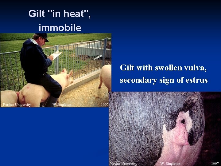Gilt "in heat", immobile n Gilt with swollen vulva, secondary sign of estrus 