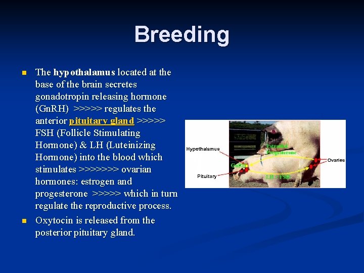 Breeding n n The hypothalamus located at the base of the brain secretes gonadotropin