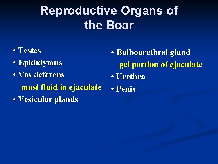 Reproductive Organs of the Boar • Testes • Epididymus • Vas deferens most fluid