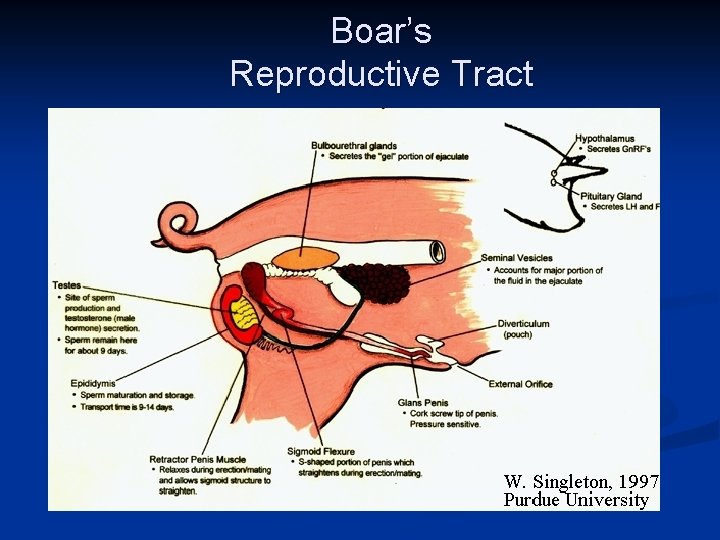 Boar’s Reproductive Tract 