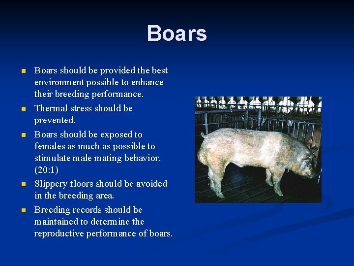 Boars n n n Boars should be provided the best environment possible to enhance