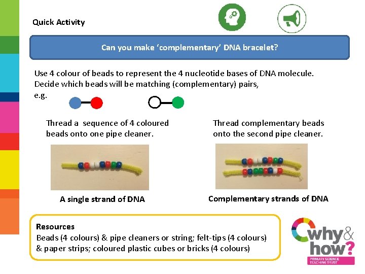 Quick Activity Can you make ‘complementary’ DNA bracelet? Use 4 colour of beads to