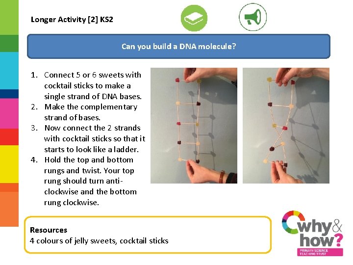 Longer Activity [2] KS 2 Can you build a DNA molecule? 1. Connect 5