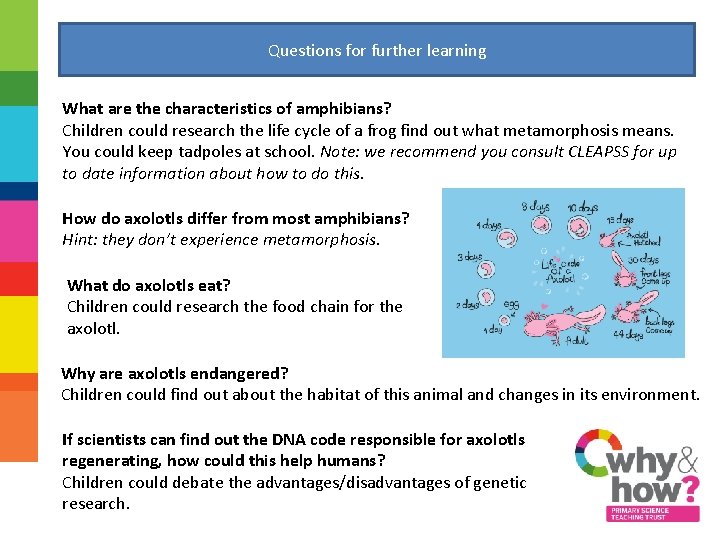 Questions for further learning What are the characteristics of amphibians? Children could research the