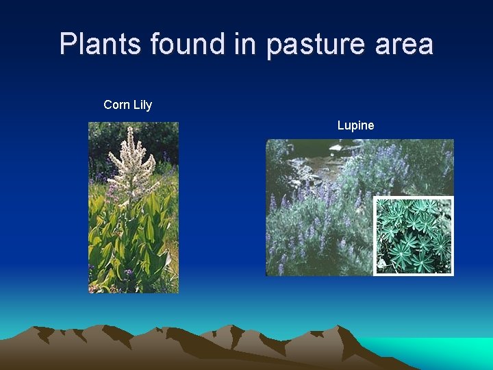 Plants found in pasture area Corn Lily Lupine 