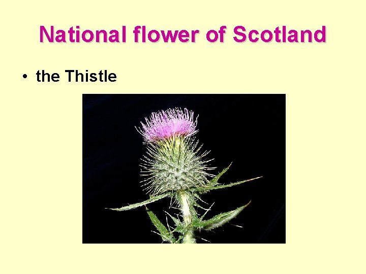 National flower of Scotland • the Thistle 