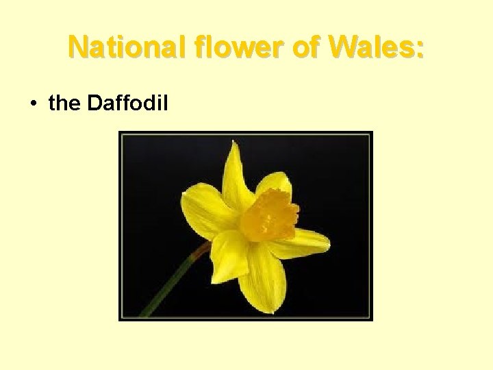 National flower of Wales: • the Daffodil 