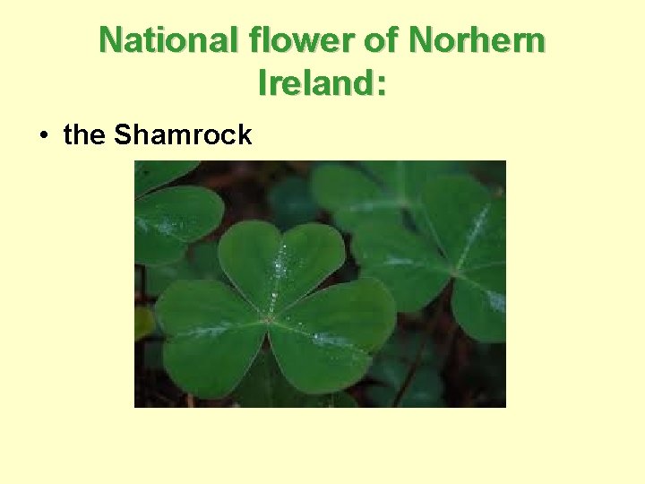 National flower of Norhern Ireland: • the Shamrock 