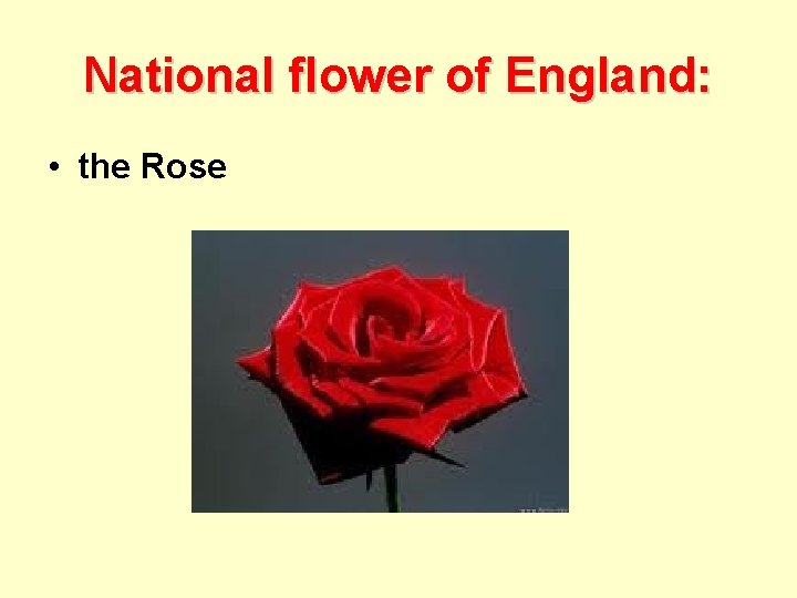 National flower of England: • the Rose 