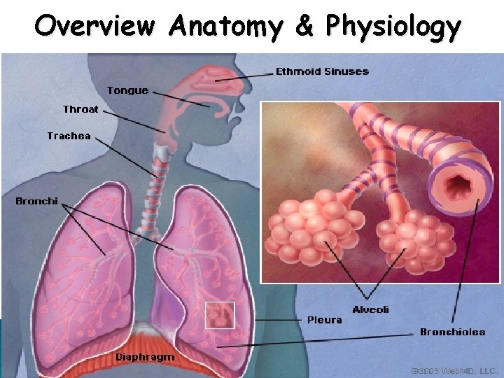 Overview Anatomy & Physiology 