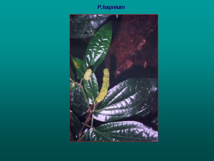 P. hapnium 