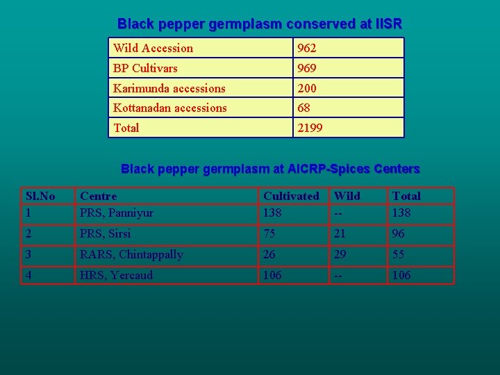 Black pepper germplasm conserved at IISR Wild Accession 962 BP Cultivars 969 Karimunda accessions