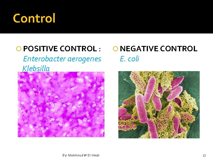 Control POSITIVE CONTROL : Enterobacter aerogenes Klebsilla By: Mahmoud W El-Hindi NEGATIVE CONTROL E.