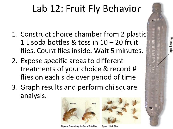 Lab 12: Fruit Fly Behavior 1. Construct choice chamber from 2 plastic 1 L