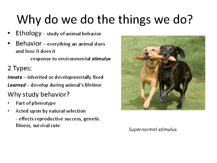Why do we do the things we do? • Ethology - study of animal