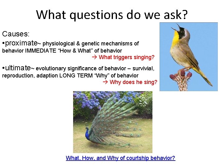 What questions do we ask? Causes: • proximate~ physiological & genetic mechanisms of behavior