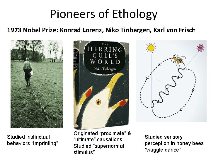 Pioneers of Ethology 1973 Nobel Prize: Konrad Lorenz, Niko Tinbergen, Karl von Frisch Studied