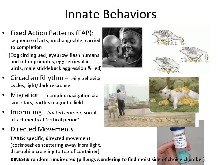Innate Behaviors • Fixed Action Patterns (FAP): sequence of acts; unchangeable; carried to completion