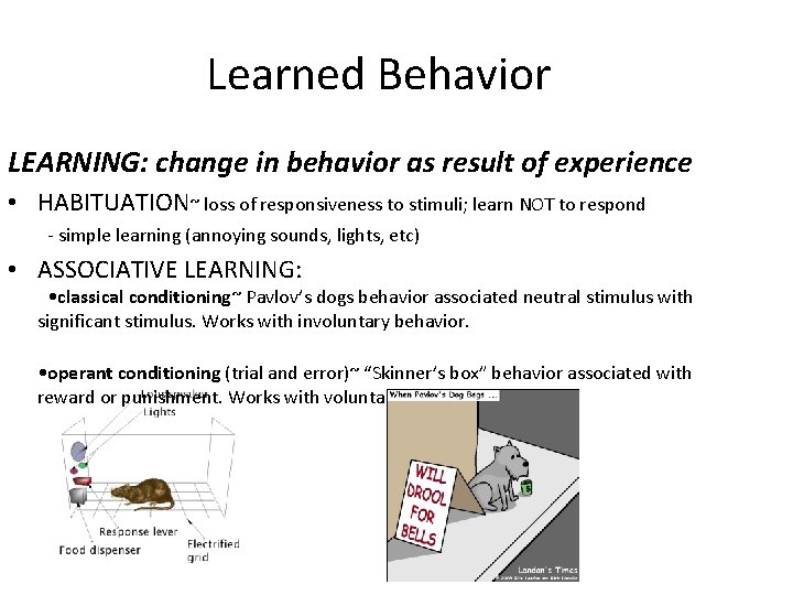 Learned Behavior LEARNING: change in behavior as result of experience • HABITUATION~ loss of