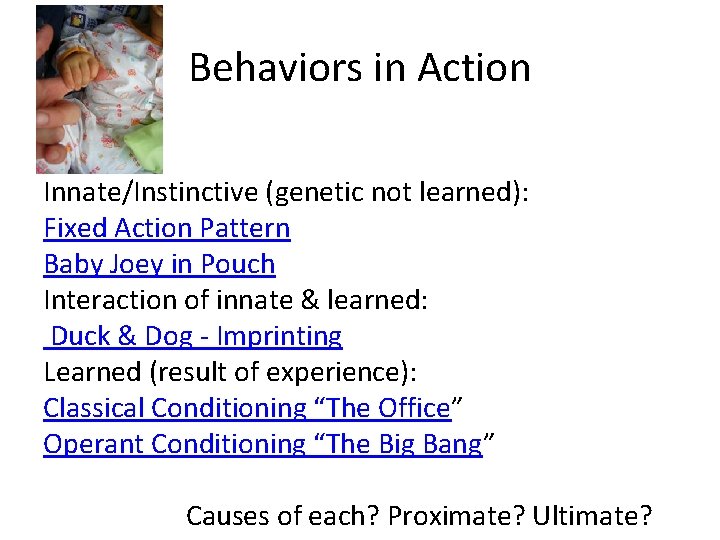 Behaviors in Action 2 types: Innate/Instinctive (genetic not learned): Fixed Action Pattern Baby Joey