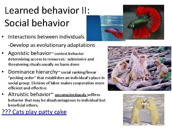 Learned behavior II: Social behavior • Interactions between individuals. -Develop as evolutionary adaptations •