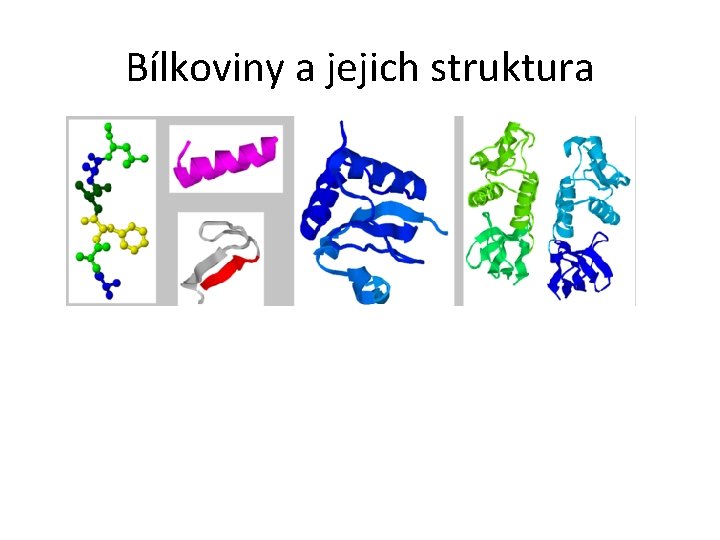 Bílkoviny a jejich struktura 