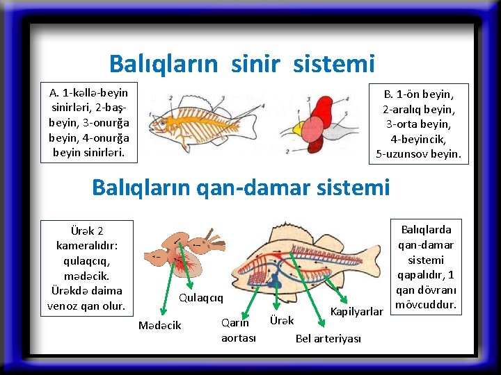 Balıqların sinir sistemi A. 1 -kəllə-beyin sinirləri, 2 -başbeyin, 3 -onurğa beyin, 4 -onurğa