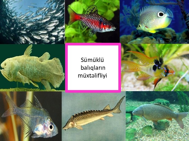 Sümüklü balıqların müxtəlifliyi 