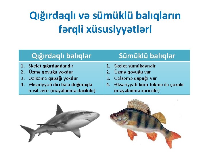 Qığırdaqlı və sümüklü balıqların fərqli xüsusiyyətləri Qığırdaqlı balıqlar 1. 2. 3. 4. Skelet qığırdaqdandır