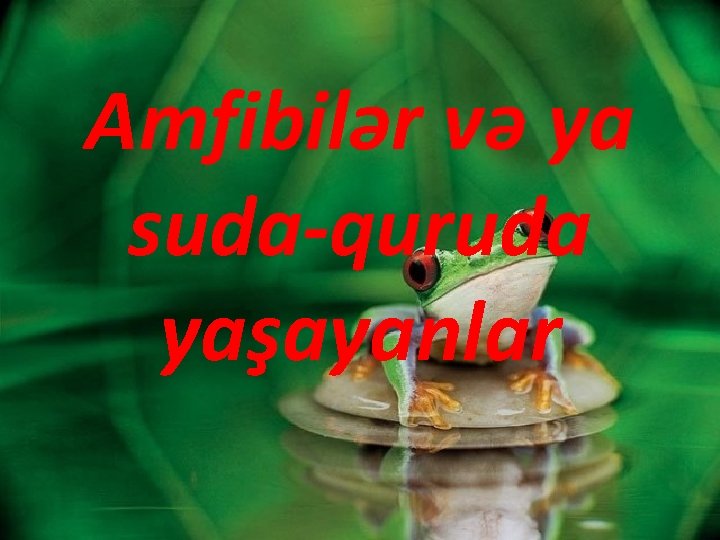 Amfibilər və ya suda-quruda yaşayanlar 