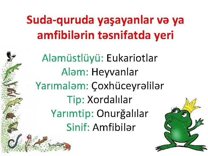 Suda-quruda yaşayanlar və ya amfibilərin təsnifatda yeri Aləmüstlüyü: Eukariotlar Aləm: Heyvanlar Yarımaləm: Çoxhüceyrəlilər Tip: