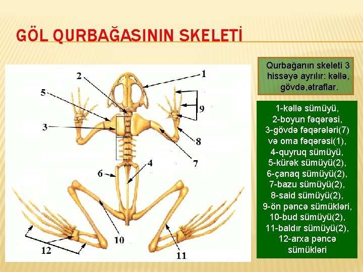 GÖL QURBAĞASININ SKELETİ Qurbağanın skeleti 3 hissəyə ayrılır: kəllə, gövdə, ətraflar. 1 -kəllə sümüyü,