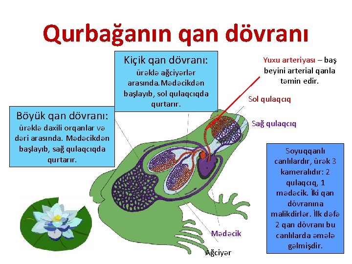 Qurbağanın qan dövranı Kiçik qan dövranı: Böyük qan dövranı: Yuxu arteriyası – baş beyini