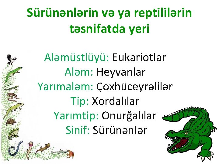 Sürünənlərin və ya reptililərin təsnifatda yeri Aləmüstlüyü: Eukariotlar Aləm: Heyvanlar Yarımaləm: Çoxhüceyrəlilər Tip: Xordalılar