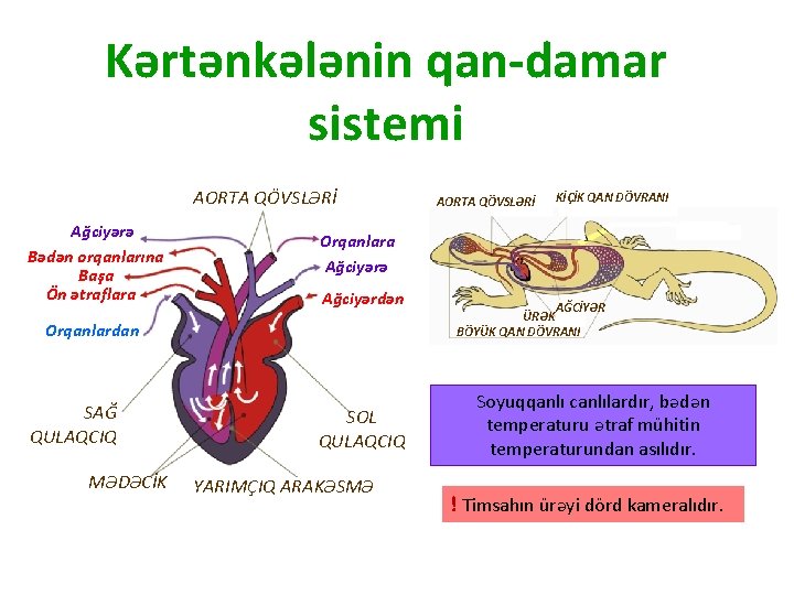 Kərtənkələnin qan-damar sistemi AORTA QÖVSLƏRİ Ağciyərə Bədən orqanlarına Başa Ön ətraflara MƏDƏCİK KİÇİK QAN