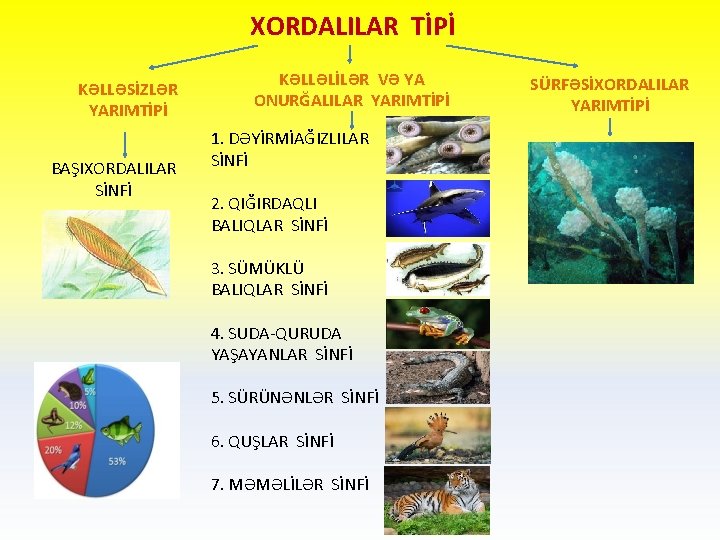 XORDALILAR TİPİ KƏLLƏSİZLƏR YARIMTİPİ BAŞIXORDALILAR SİNFİ KƏLLƏLİLƏR VƏ YA ONURĞALILAR YARIMTİPİ 1. DƏYİRMİAĞIZLILAR SİNFİ