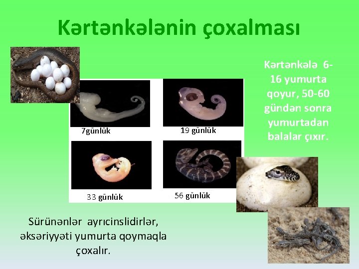 Kərtənkələnin çoxalması 7 günlük 33 günlük Sürünənlər ayrıcinslidirlər, əksəriyyəti yumurta qoymaqla çoxalır. 19 günlük