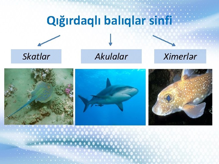 Qığırdaqlı balıqlar sinfi Skatlar Akulalar Ximerlər 