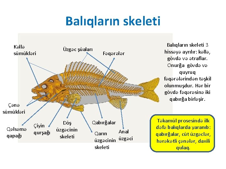 Balıqların skeleti Kəllə sümükləri Üzgəc şüaları Fəqərələr Çənə sümükləri Qəlsəmə qapağı Çiyin qurşağı Döş