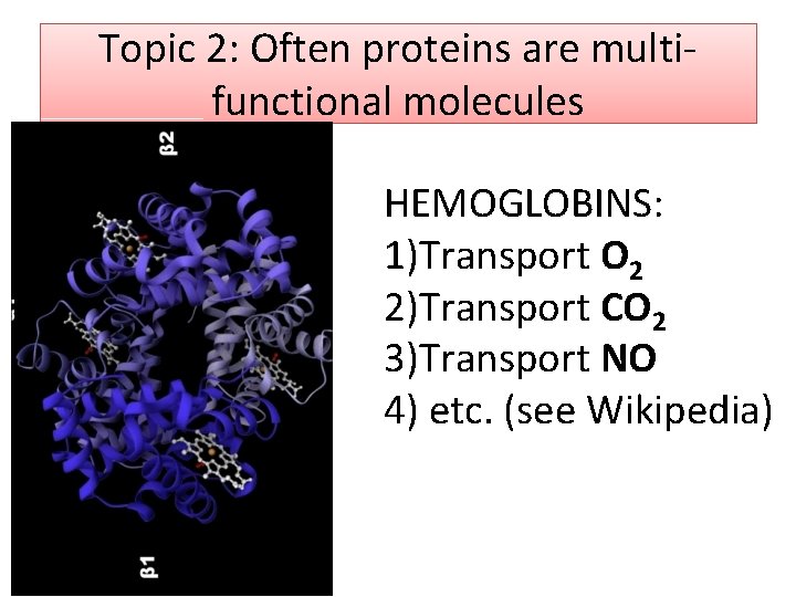 Topic 2: Often proteins are multifunctional molecules HEMOGLOBINS: 1)Transport O 2 2)Transport CO 2