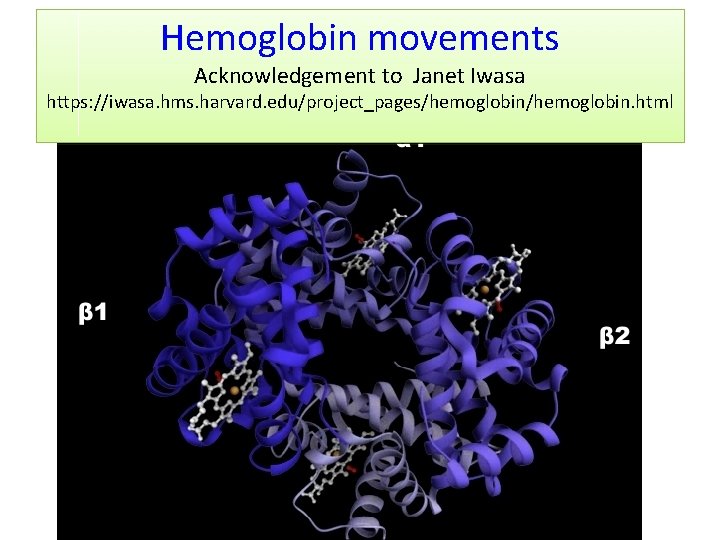 Hemoglobin movements Acknowledgement to Janet Iwasa https: //iwasa. hms. harvard. edu/project_pages/hemoglobin. html 