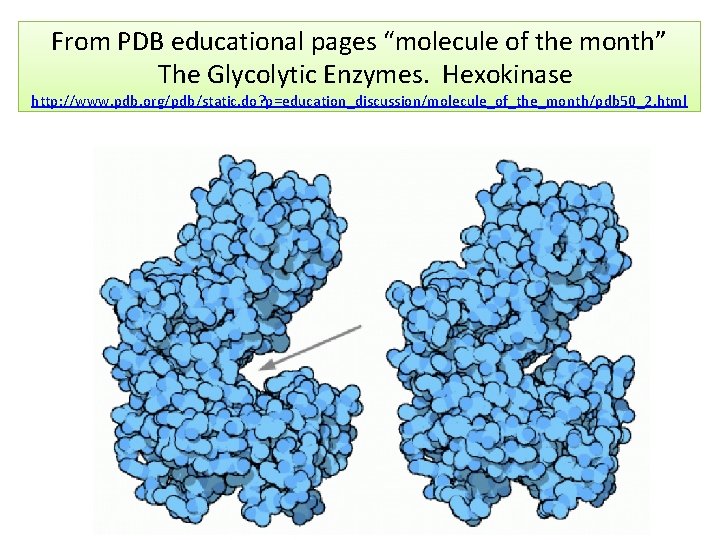 From PDB educational pages “molecule of the month” The Glycolytic Enzymes. Hexokinase http: //www.