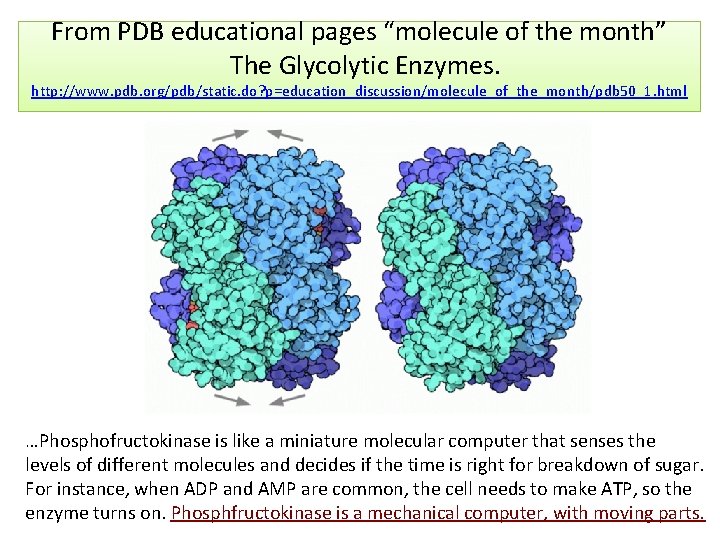 From PDB educational pages “molecule of the month” The Glycolytic Enzymes. http: //www. pdb.